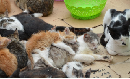 بلدية أكادير تقرر تصفية قطط