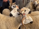 مربو المواشي