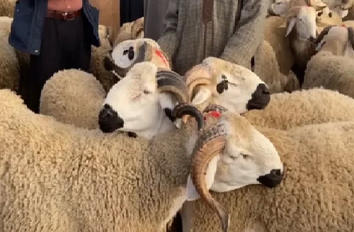 مربو المواشي