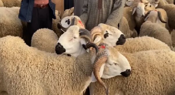 مربو المواشي