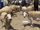 أسعار أضاحي العيد بسوق إنزكان