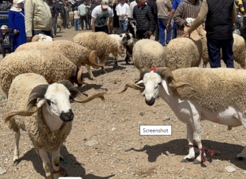 أسعار أضاحي العيد بسوق إنزكان