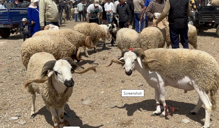 أسعار أضاحي العيد بسوق إنزكان